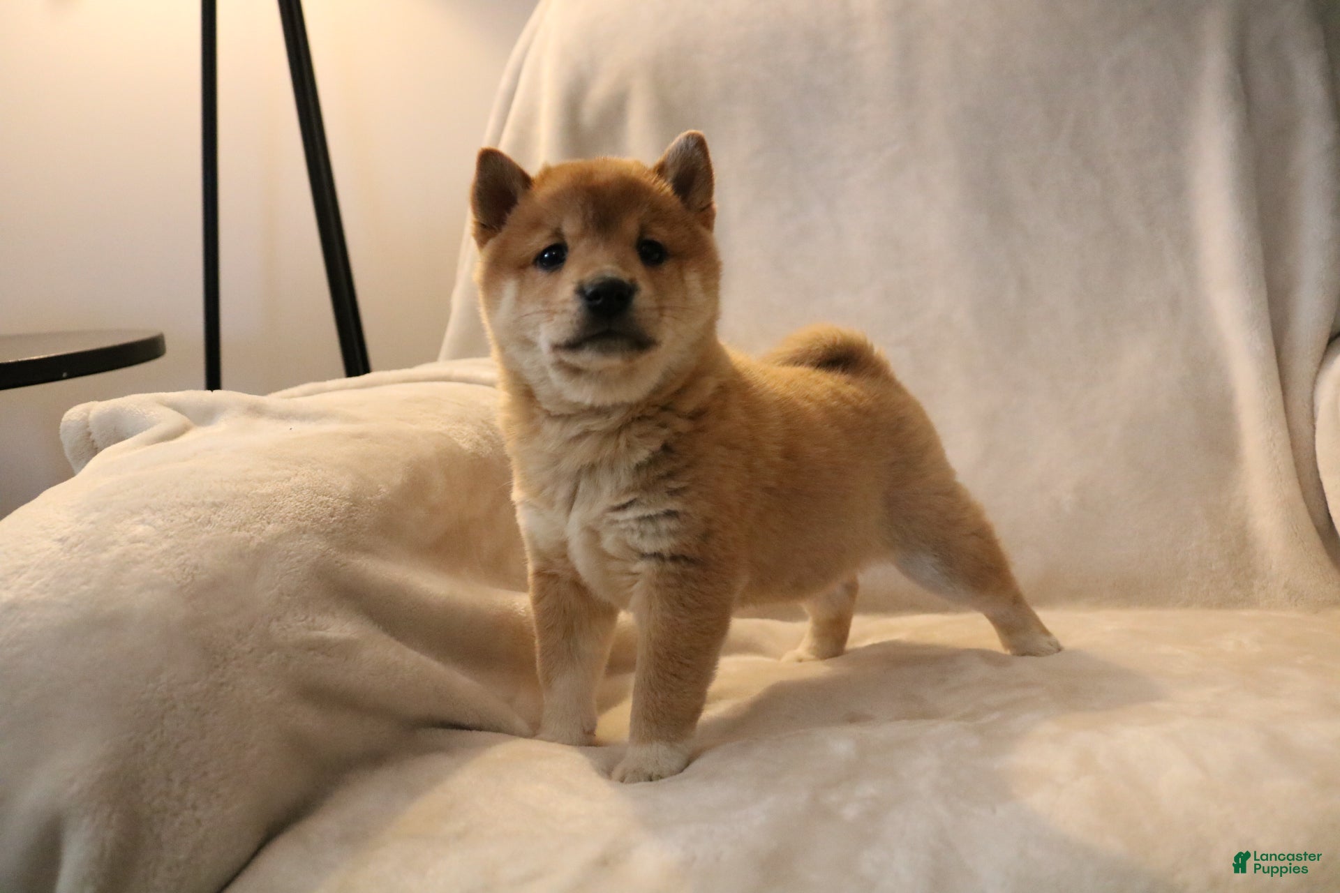 Shiba Inu dogs Skipper  - Ad 40