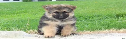 German Shepherd dogs for sale: Elliot - Ad 6