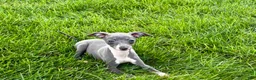 Italian Greyhound dogs for sale: Sydney  - Ad 1