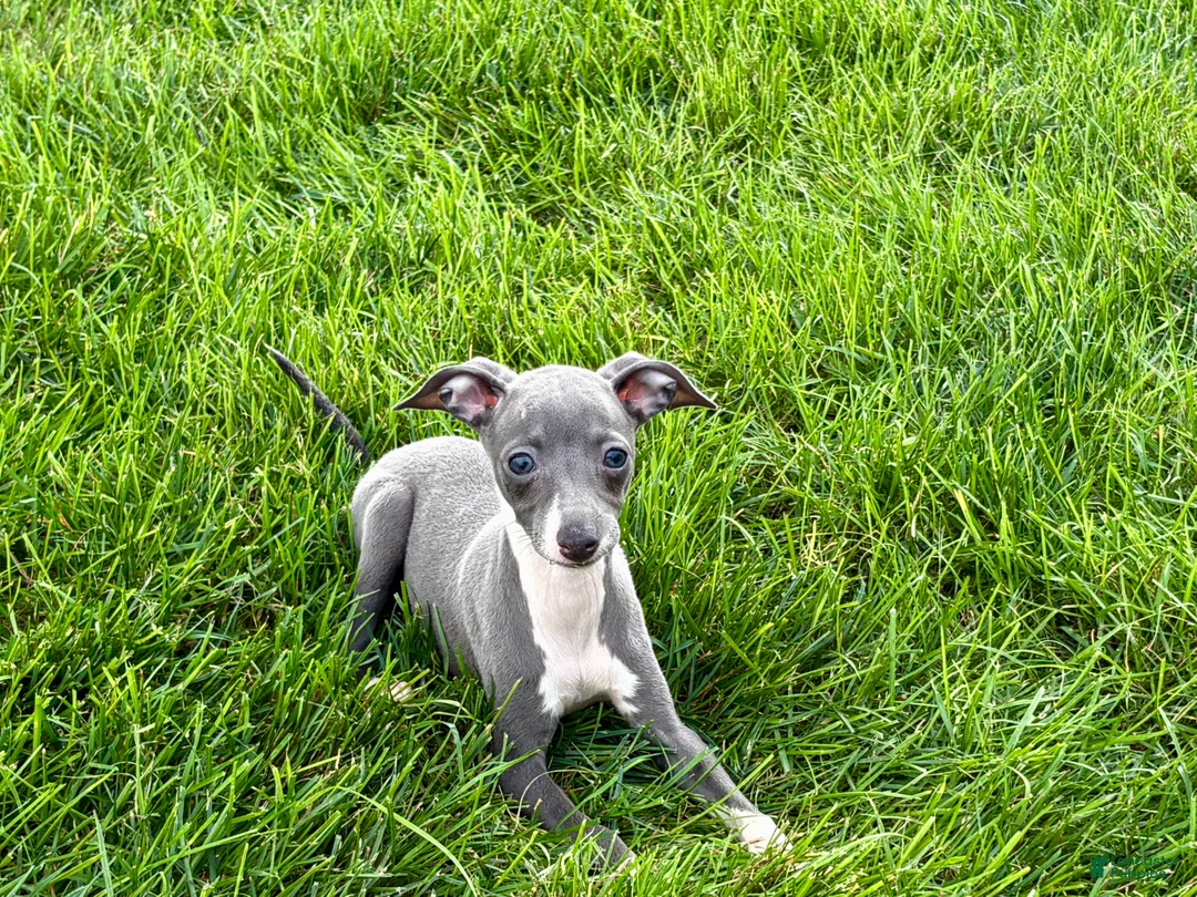 Italian Greyhound dogs for sale: Sydney  - Ad 1