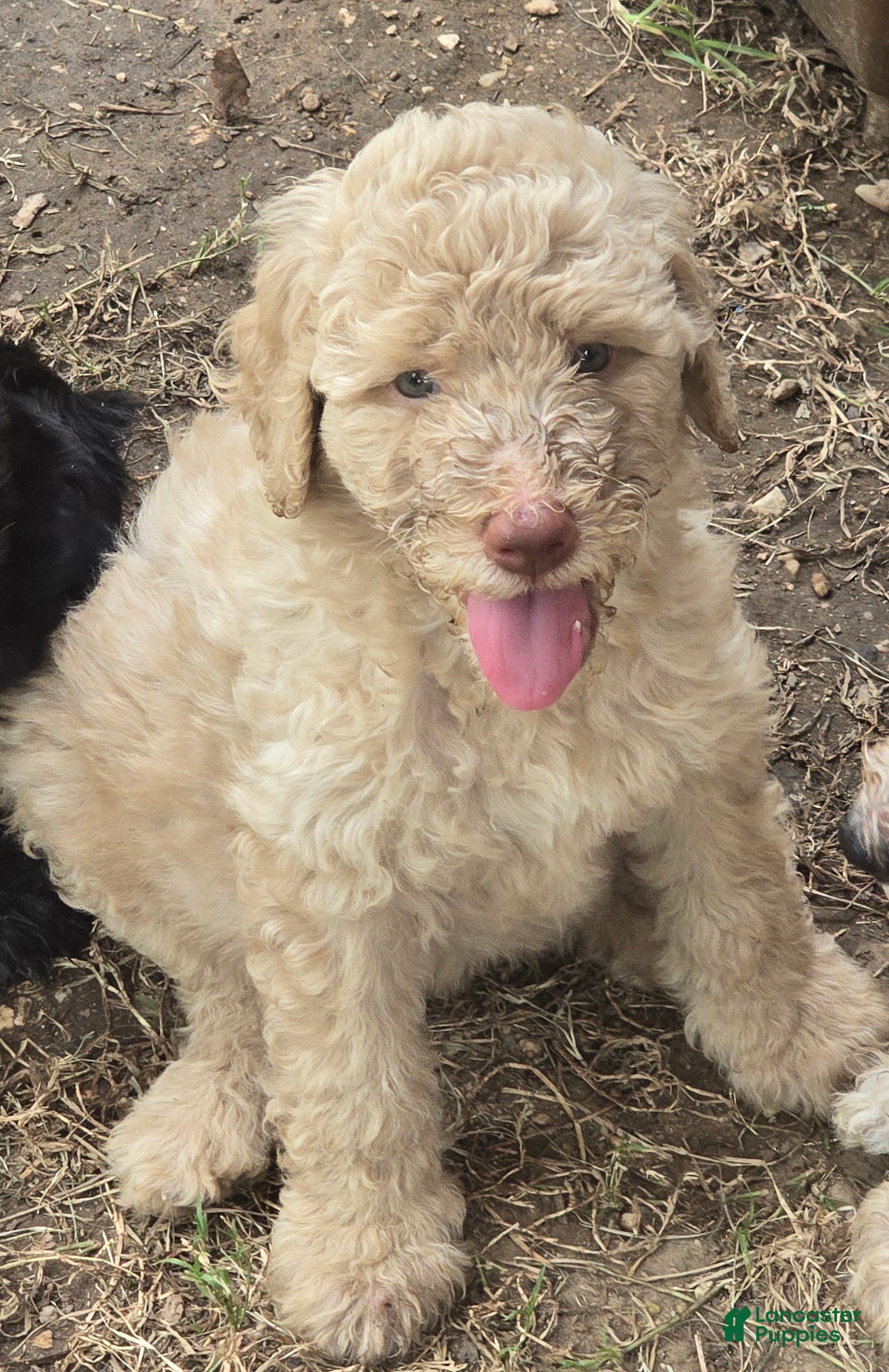 Goldendoodle dogs Goldendoodle 2 - Ad 24