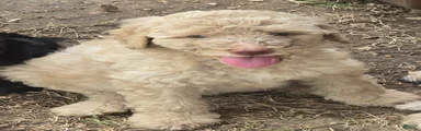 Goldendoodle 2