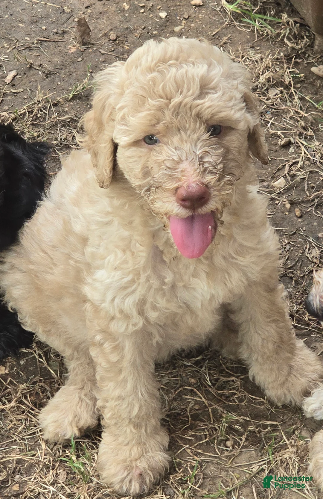 Goldendoodle dogs for sale: Goldendoodle 2 - Ad 1
