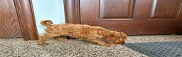 Cockapoo dogs for sale: Cockapoo male 1 - Ad 8