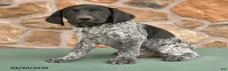 German Shorthaired Pointer dogs for sale: Dave - Ad 3
