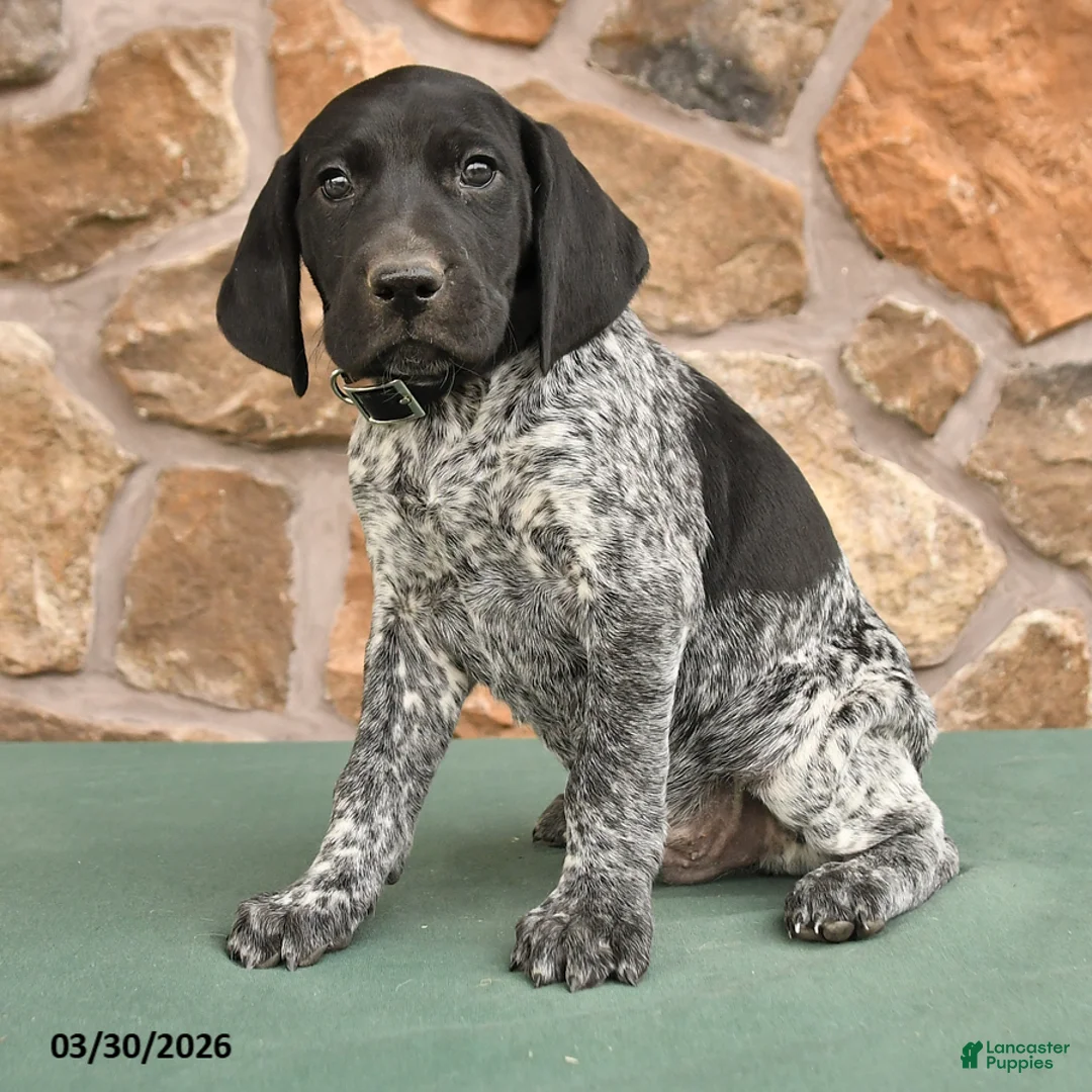 German Shorthaired Pointer dogs for sale: Dave - Ad 3