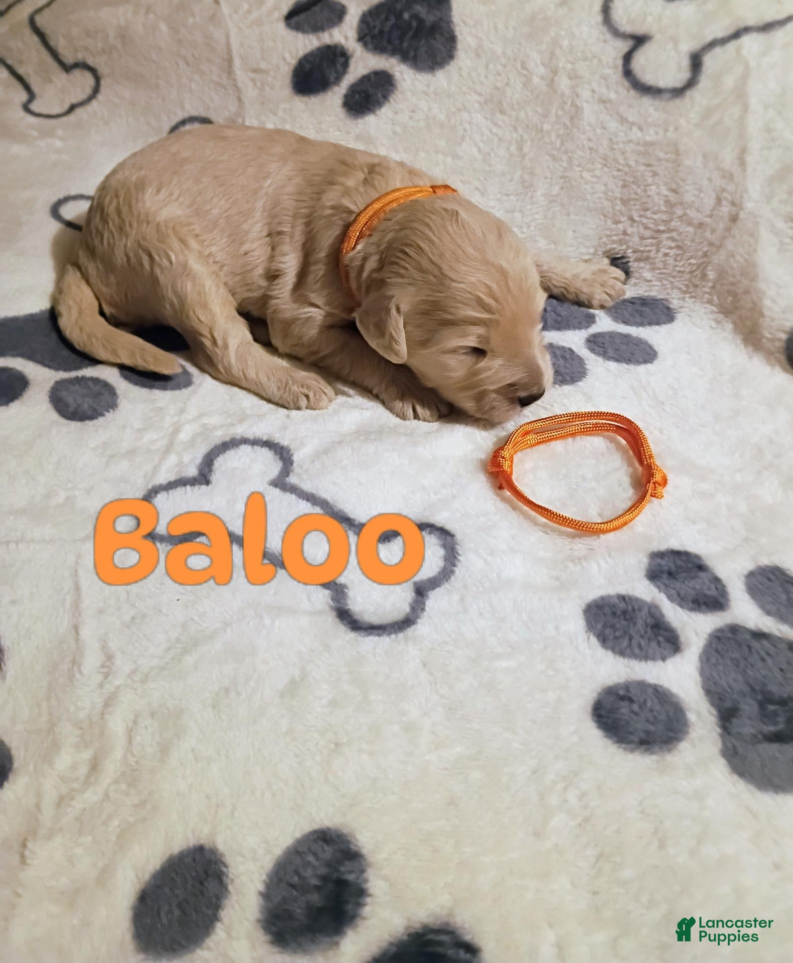 Mixed Breed dogs for sale: Mixed Breed 6 - Ad 16