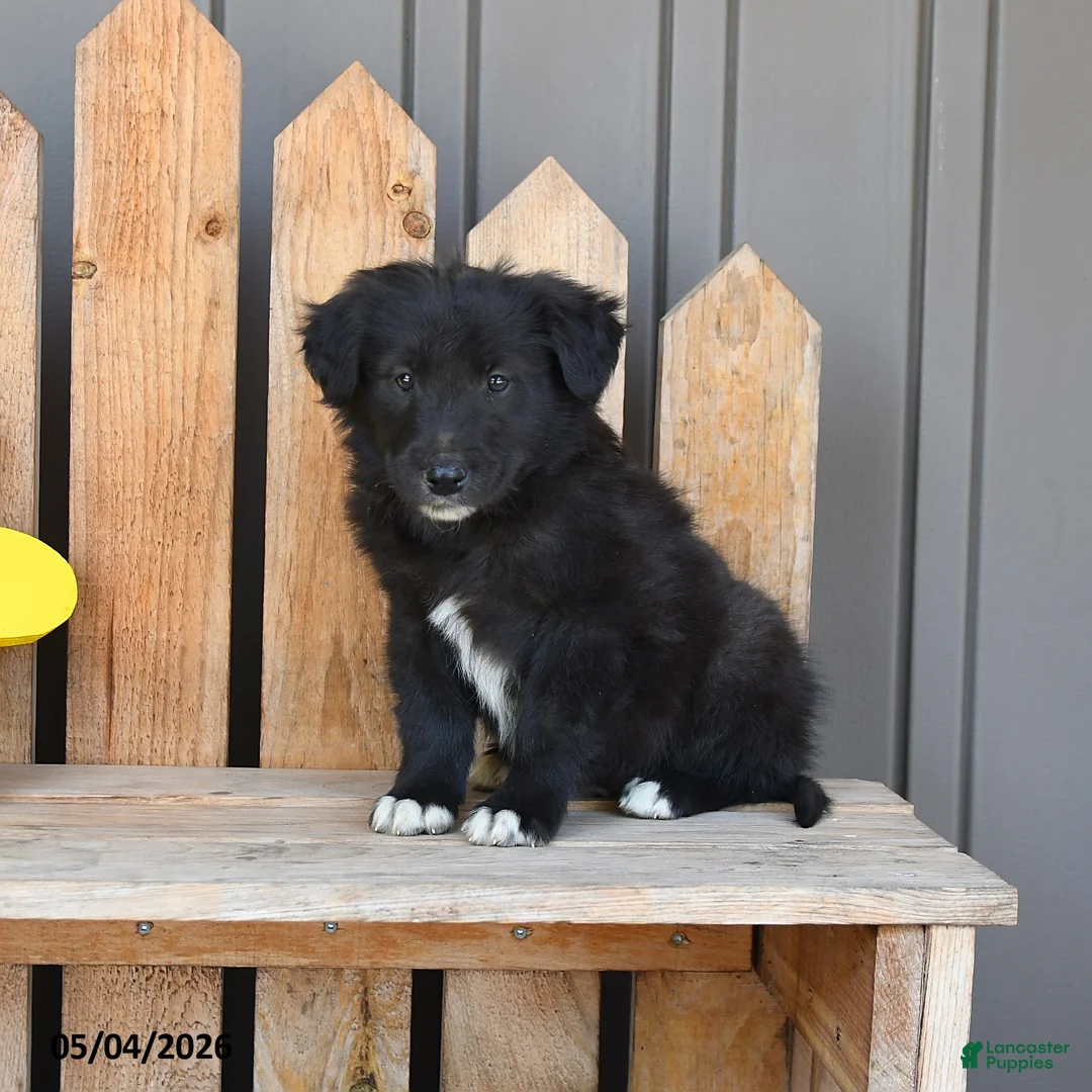 Mixed Breed dogs for sale: Grant - Ad 2