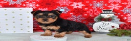 Yorkshire Terrier dogs for sale: Ryan - Ad 4