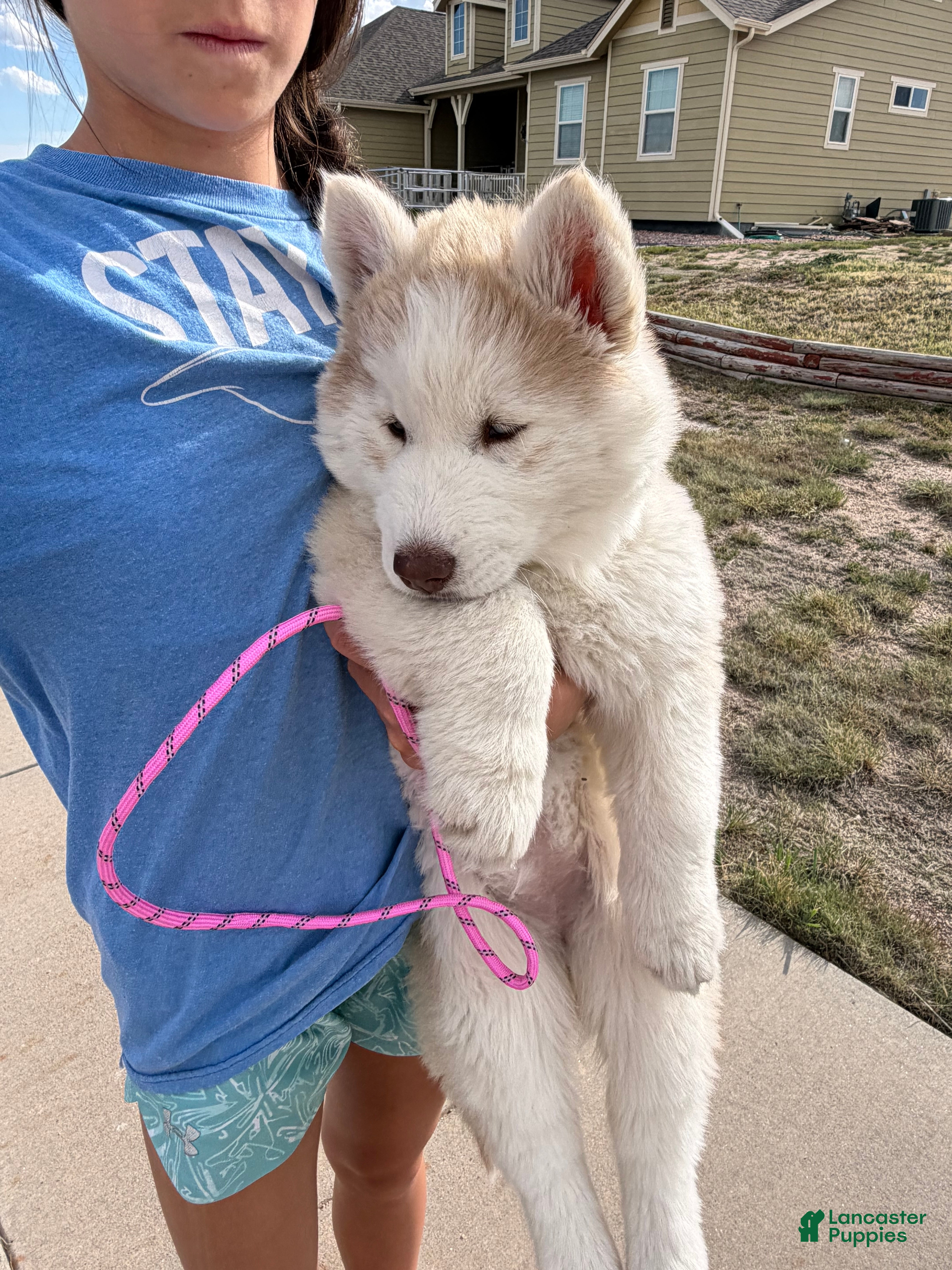 Siberian Husky dogs Freya - Ad 2
