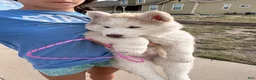 Siberian Husky dogs for sale: Freya - Ad 2
