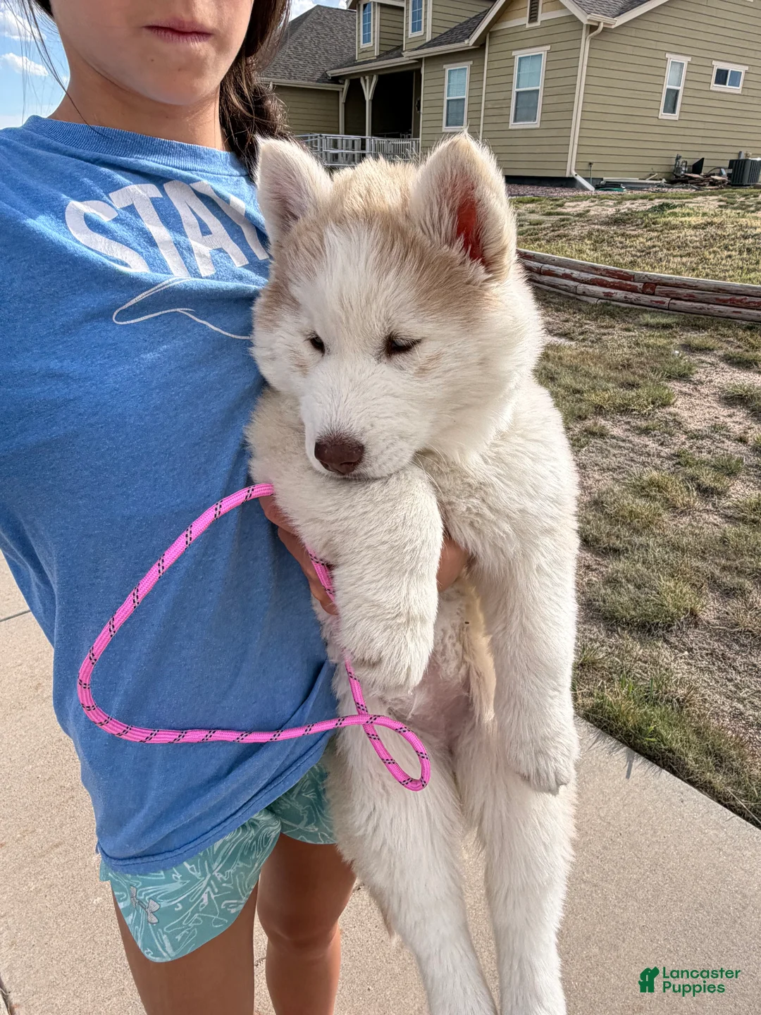 Siberian Husky dogs for sale: Freya - Ad 2