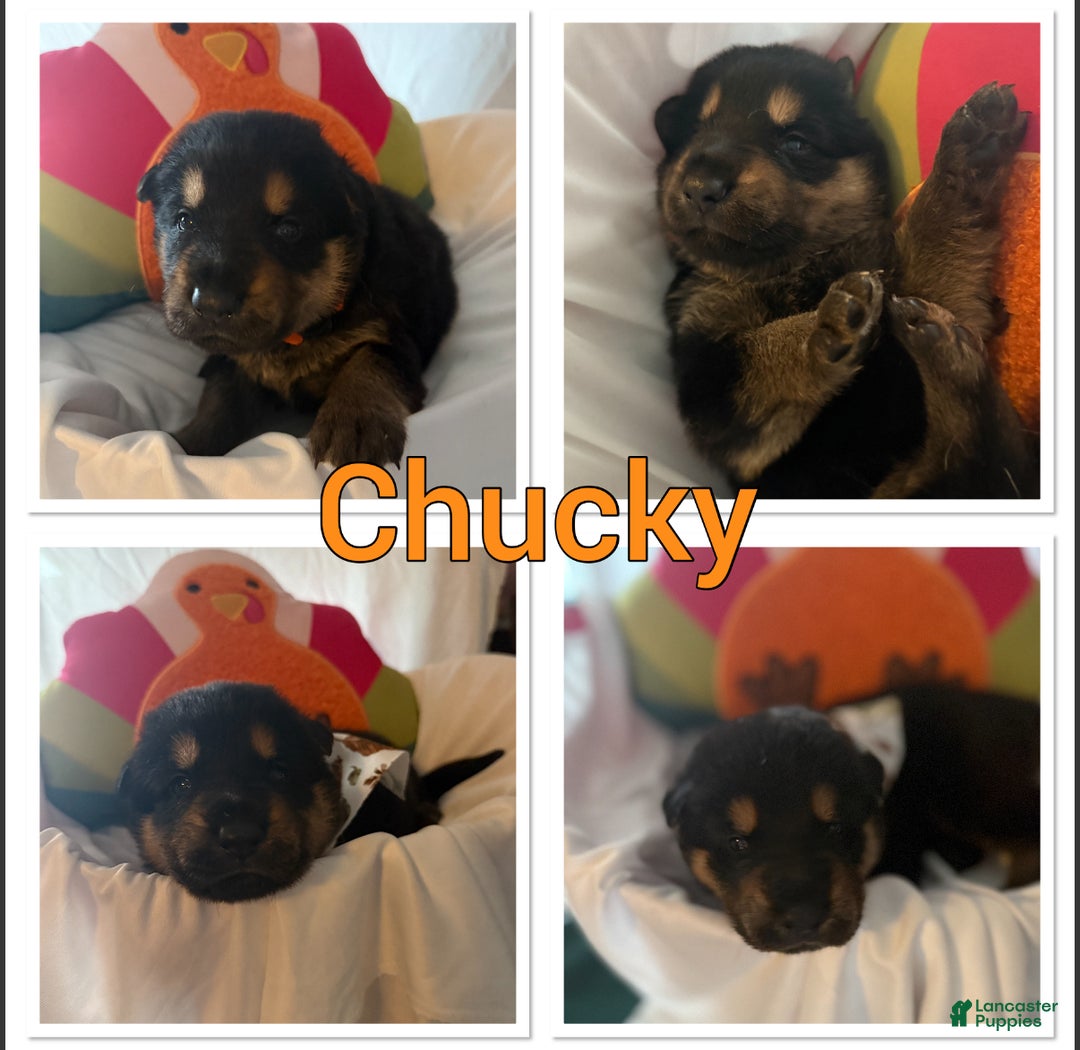 German Shepherd dogs for sale: German Shepherd Puppy 7 - Ad 7