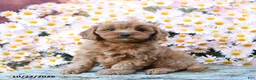 Cavapoo dogs for sale: Twyla - Ad 1