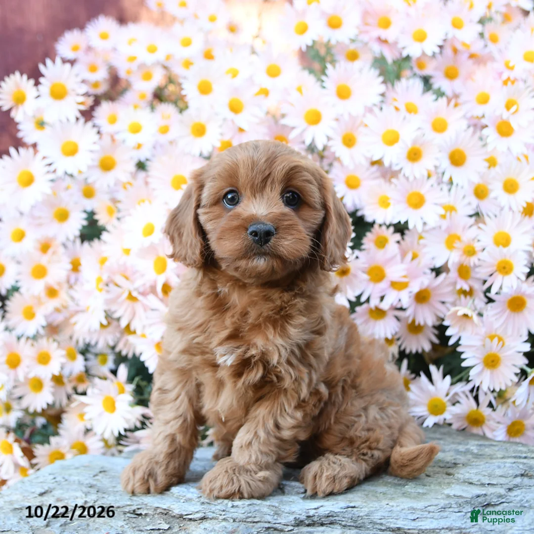 Cavapoo dogs for sale: Twyla - Ad 1