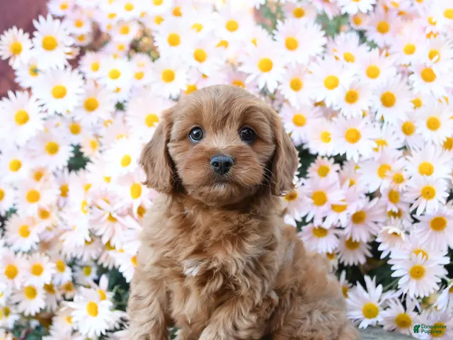 Cavapoo dogs for sale: Twyla - Ad 1