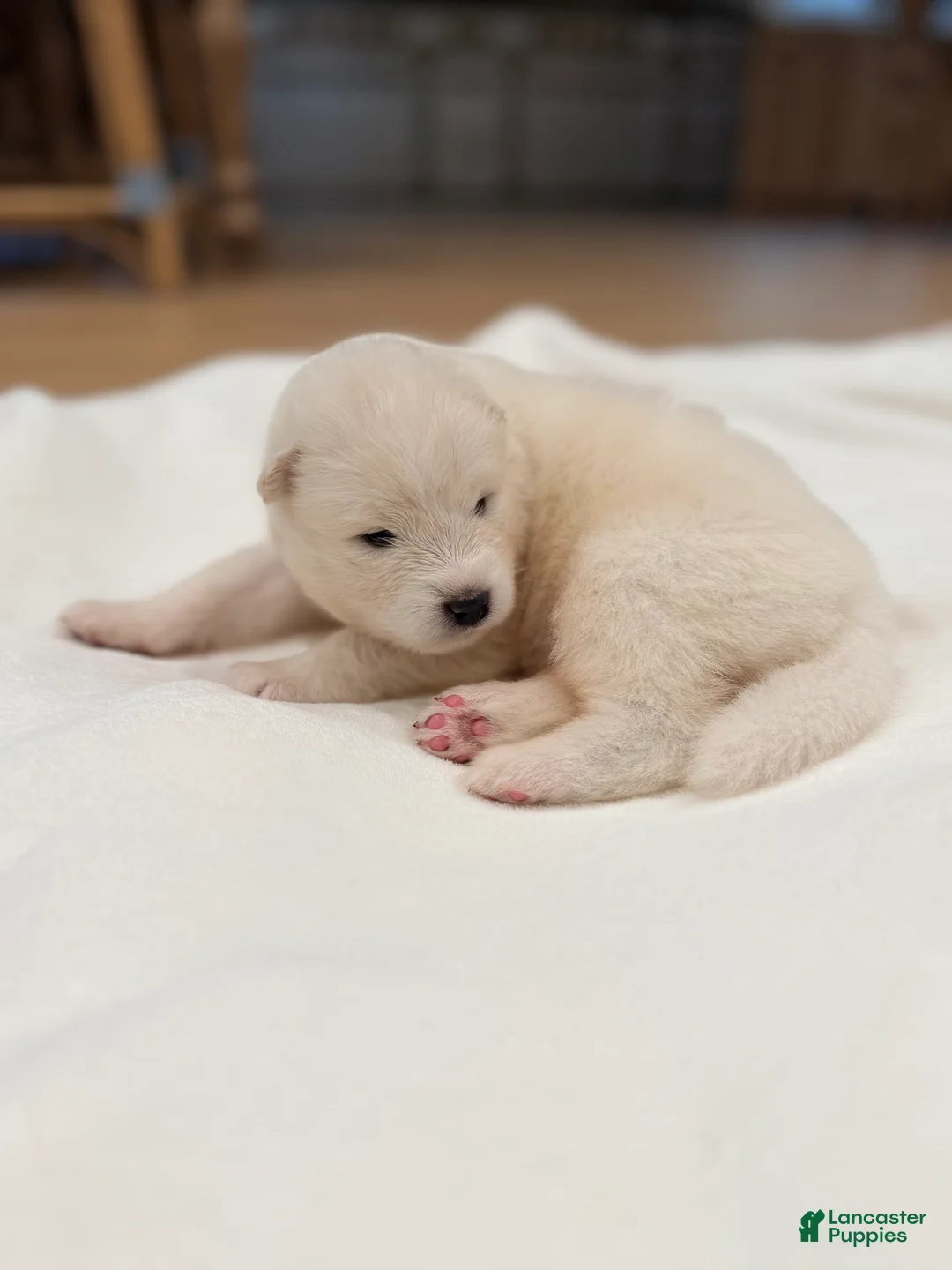 Samoyed dogs for sale: Ron - Ad 1