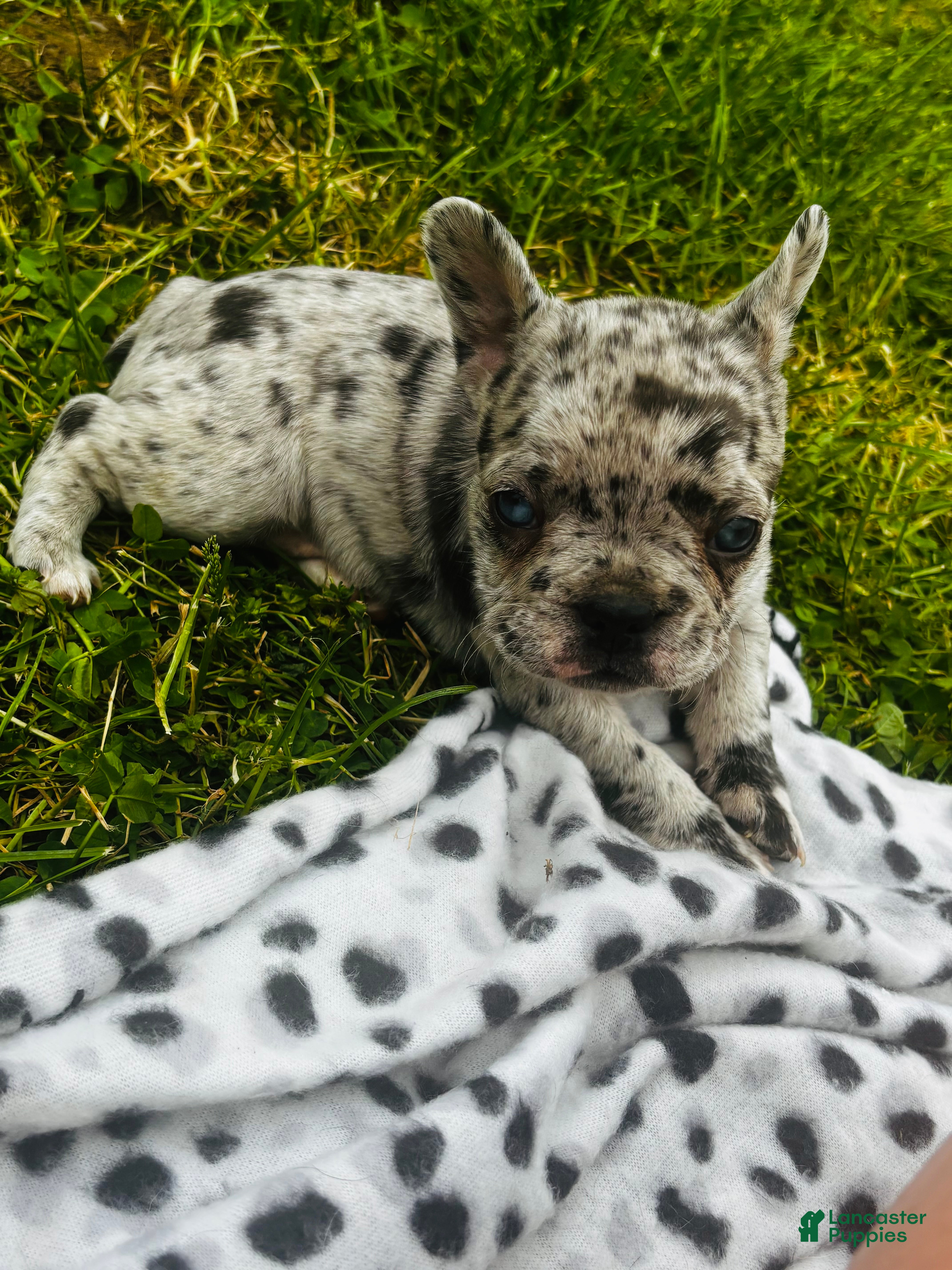 Mixed Breed dogs Perle - Ad 13