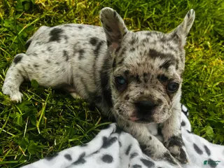 Mixed Breed dogs Perle - Ad 13