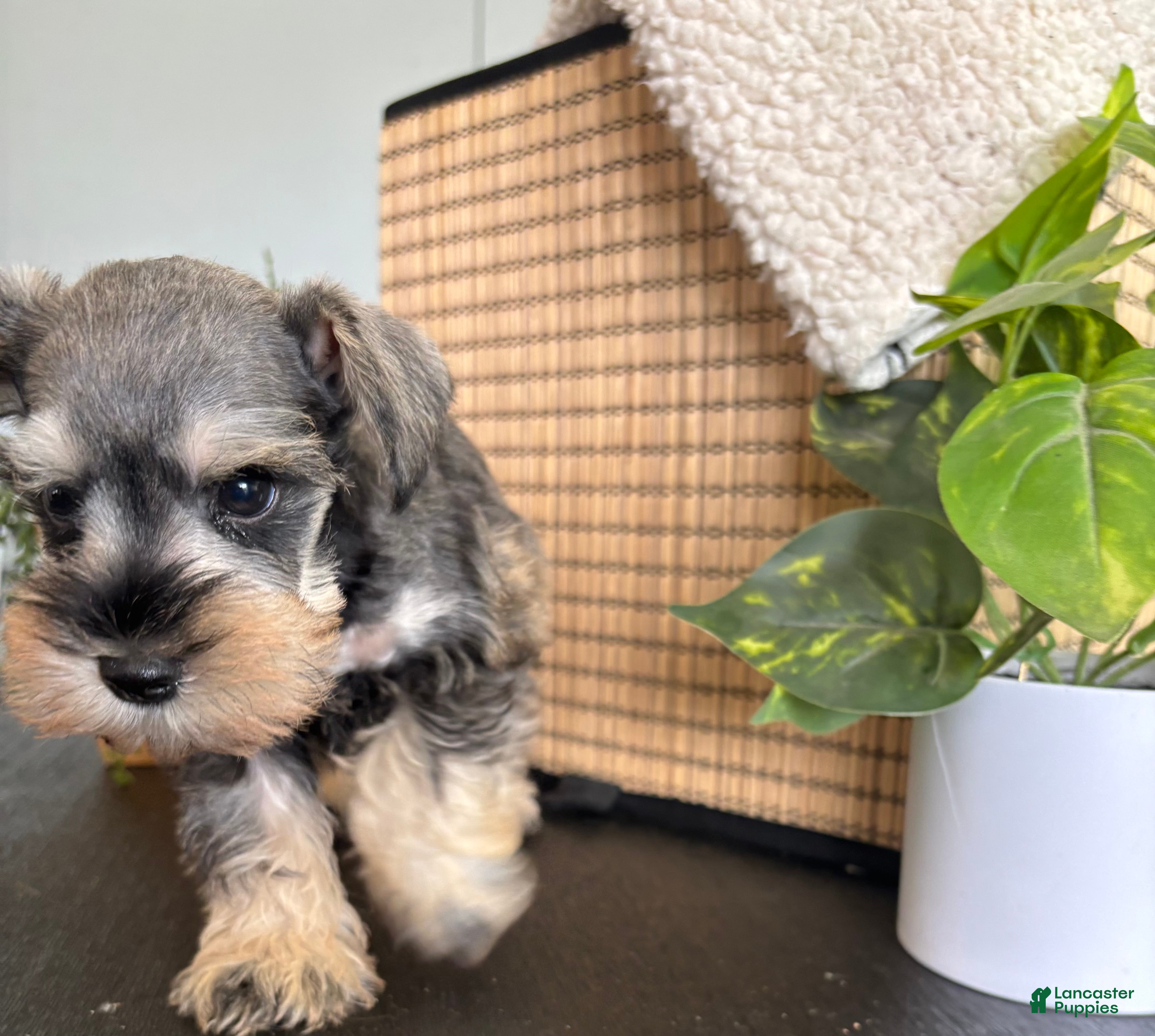 Miniature Schnauzer dogs Teddy - Ad 2