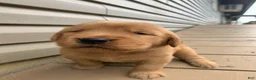 Golden Retriever dogs for sale: Bard - Ad 7