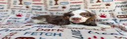 Cocker Spaniel dogs for sale: Tripp - Ad 7