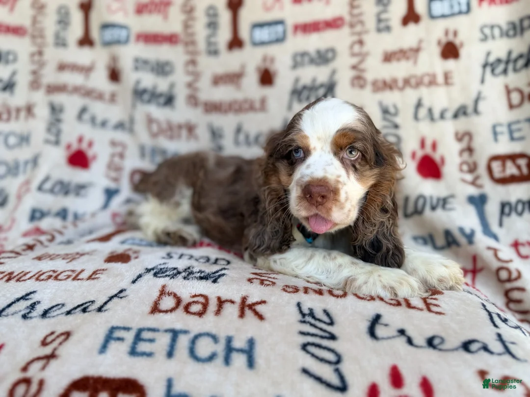 Cocker Spaniel dogs for sale: Tripp - Ad 7