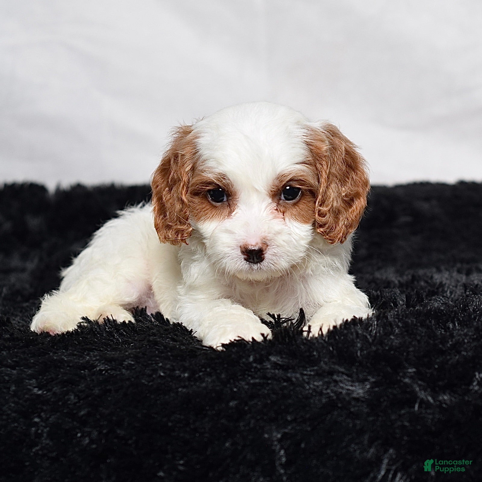 Cavapoo dogs Wyatt - Ad 1