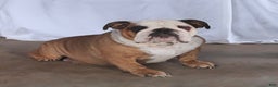 English Bulldog dogs for sale: Charmer - Ad 6