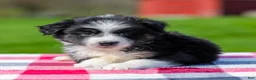 Miniature Australian Shepherd dogs for sale: Drake - Ad 1
