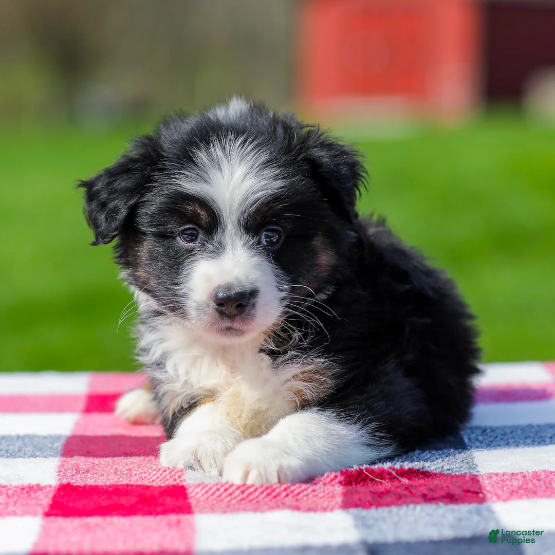 Miniature Australian Shepherd dogs for sale: Drake - Ad 1