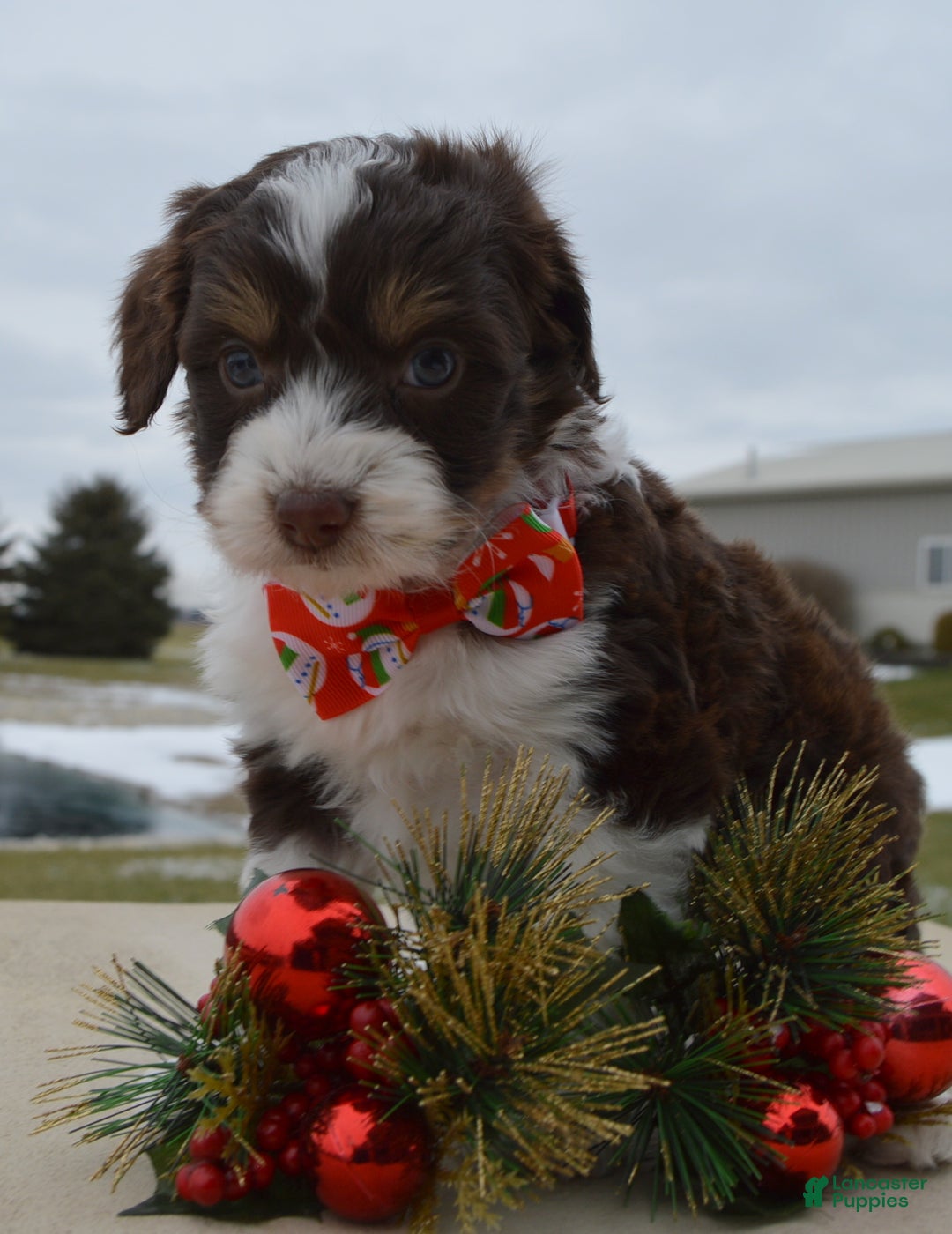 Mini Aussiedoodle dogs for sale: Toy Autumn - Ad 8