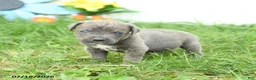 Cane Corso dogs for sale: Royal - Ad 2