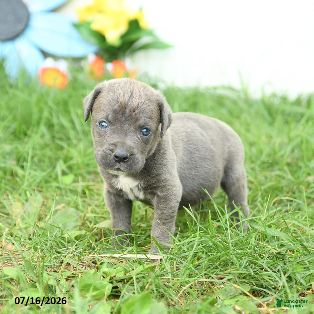 Cane Corso dogs for sale: Royal - Ad 2