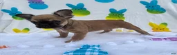 French Bulldog dogs for sale: Fawn girl  - Ad 9