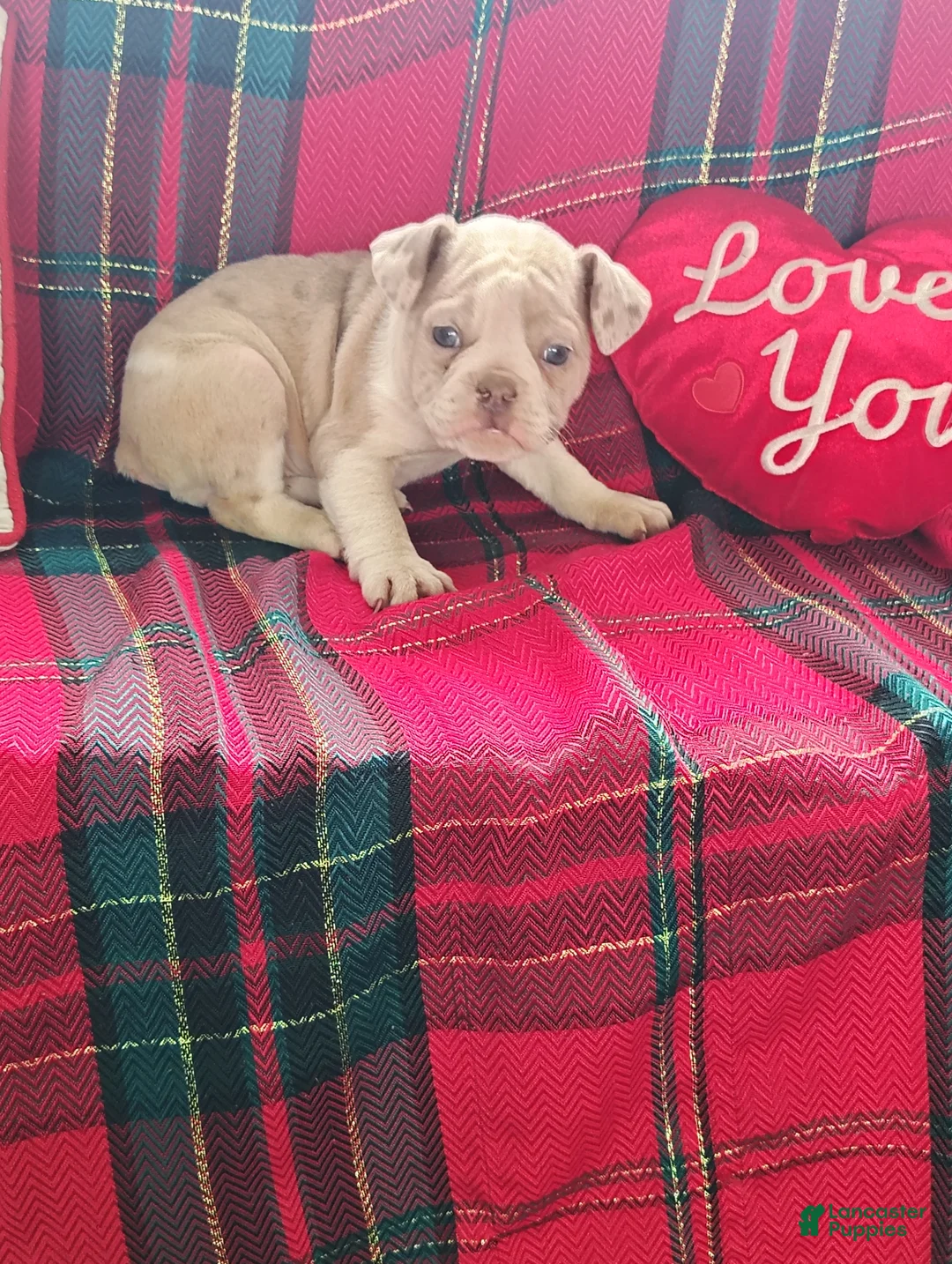 Olde English Bulldogge dogs for sale: Monica  - Ad 4