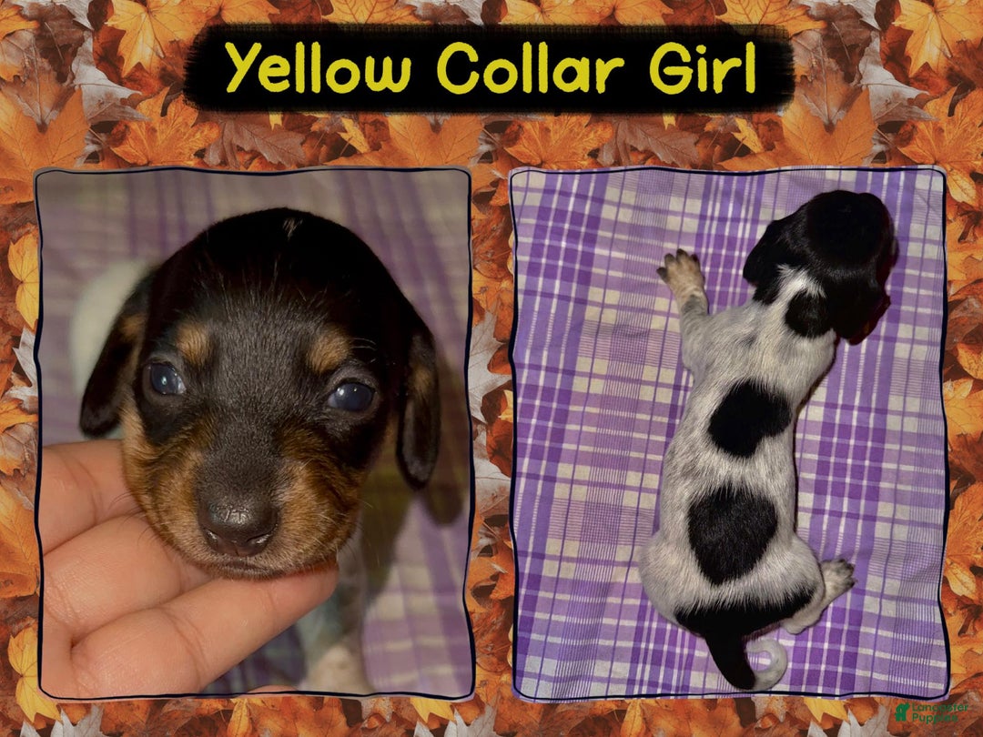 Miniature Dachshund dogs for sale: Yellow Collar Girl - Ad 3