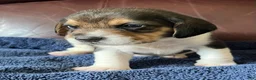 Beagle dogs for sale: Beagle 2 - Ad 37