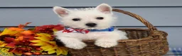 West Highland Terrier dogs for sale: Max - Ad 5