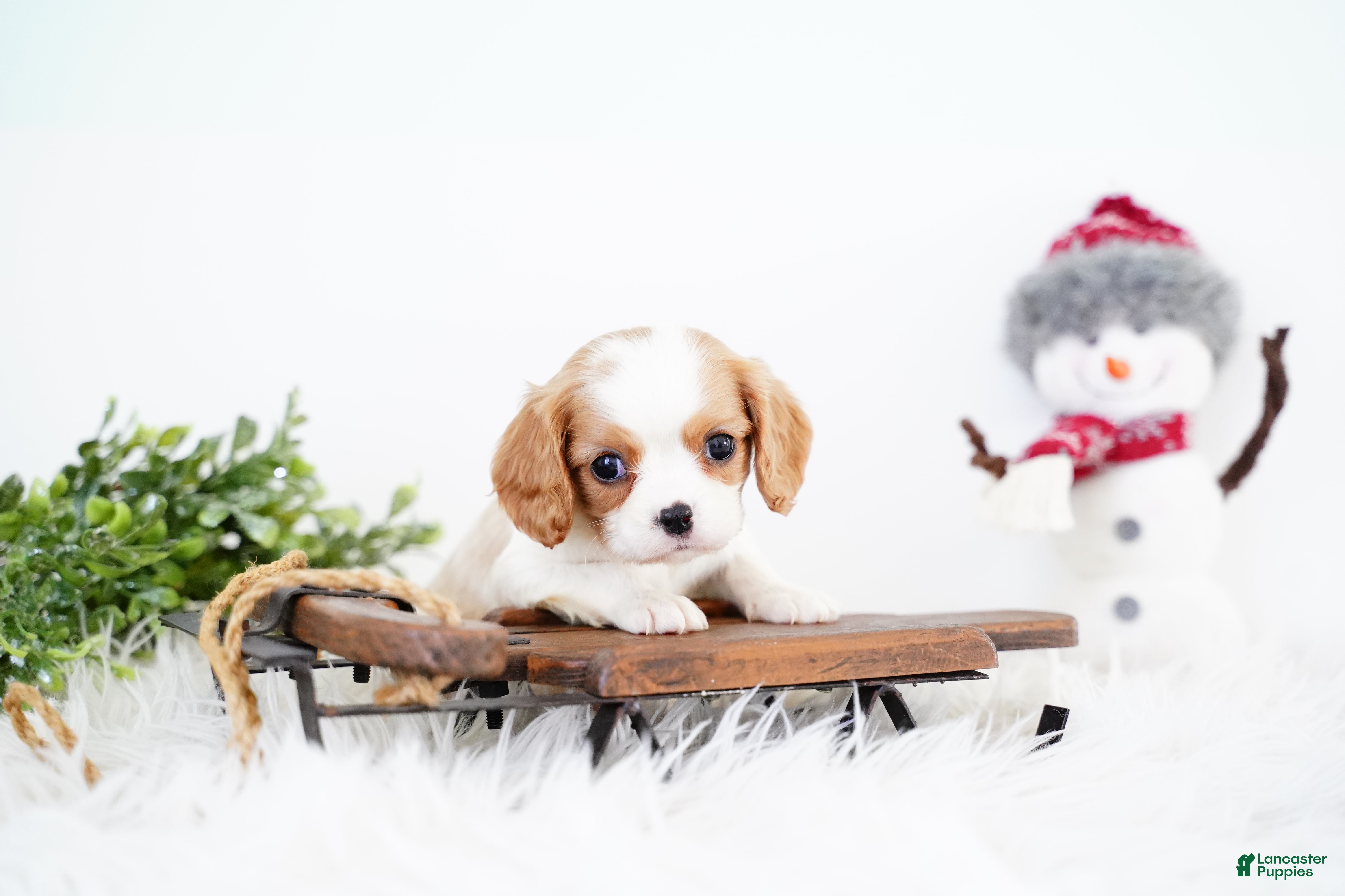 Cavalier King Charles Spaniel dogs Rena - Ad 35