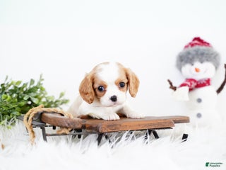 Cavalier King Charles Spaniel dogs Rena - Ad 35