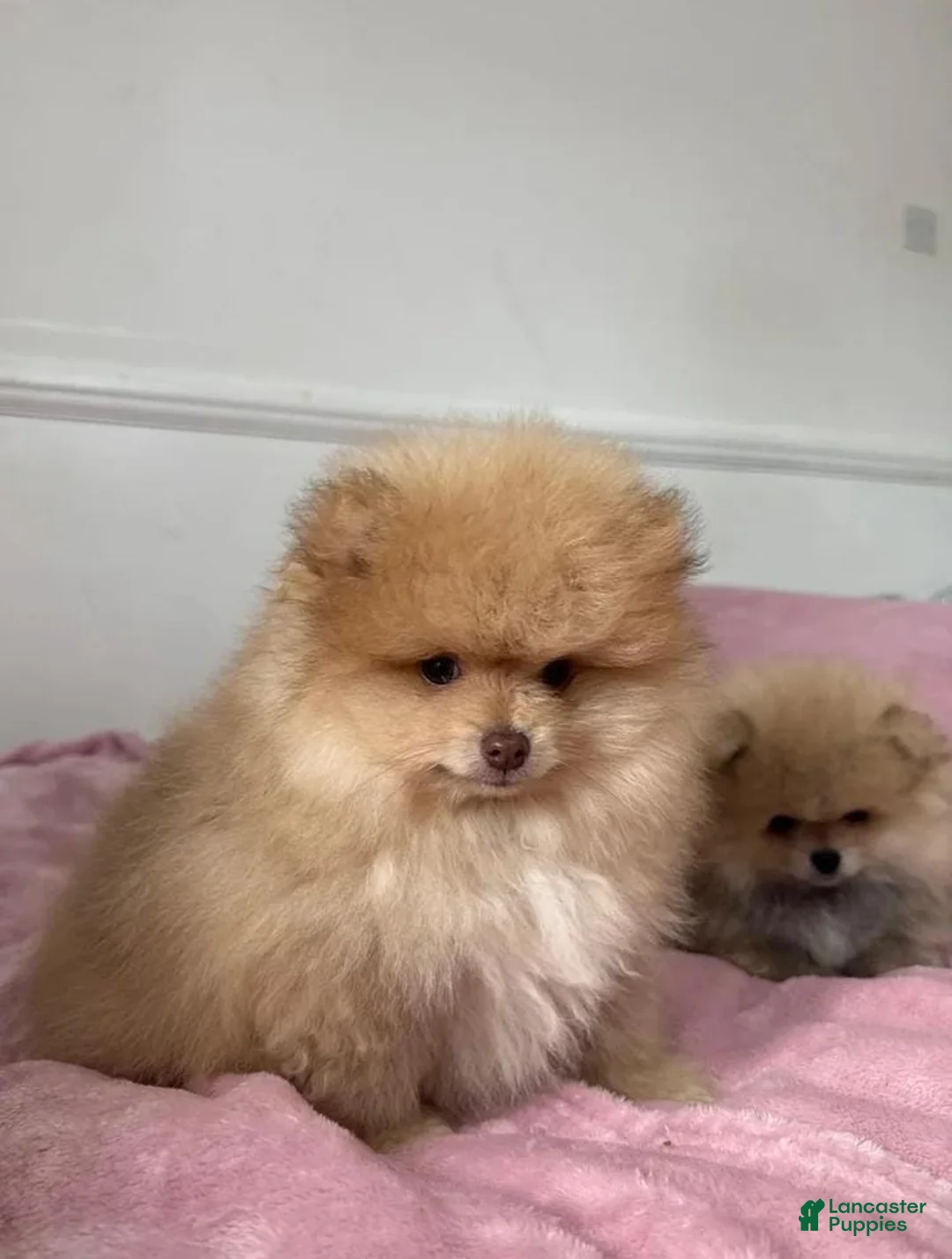 Pomeranian dogs for sale: Maya - Ad 19