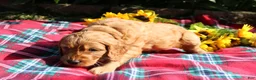 Mixed Breed dogs for sale: Simon- Irish Goldendoodle  - Ad 3