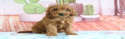 Mini Goldendoodle dogs for sale: Honey - Ad 3