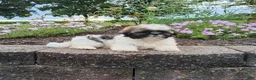 Shih Tzu dogs for sale: Amber - Ad 15