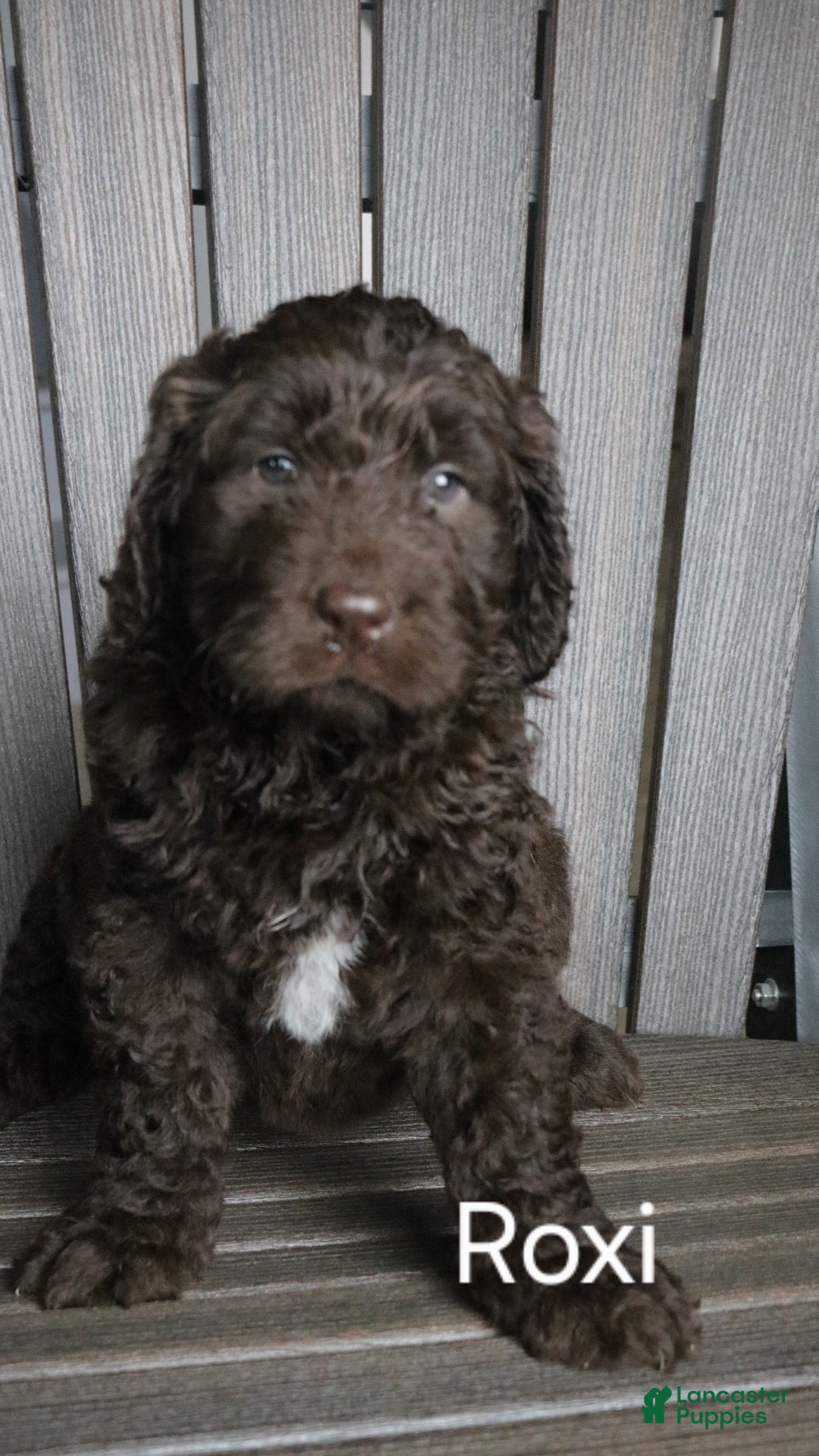 Newfypoo dogs Roxy - Ad 8