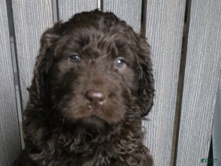 Newfypoo dogs Roxy - Ad 8