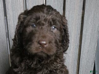 Newfypoo dogs Roxy - Ad 6