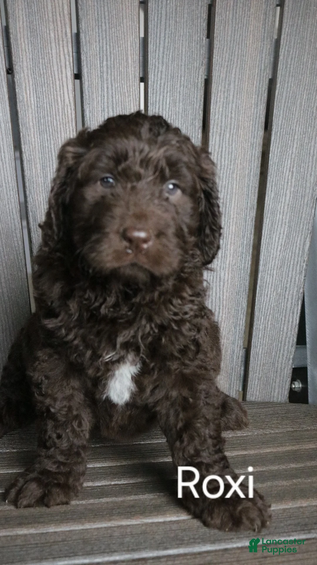 Newfypoo dogs for sale: Roxy - Ad 7