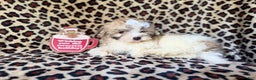 Maltipoo dogs for sale: Ginger - Ad 3